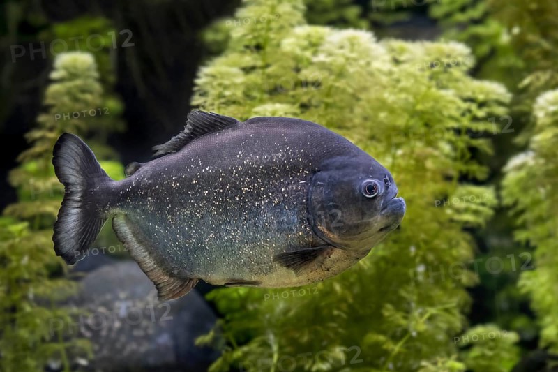 Red-bellied piranha