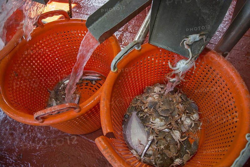 Bycatch like small fish and crabs sorted in plastic baskets on shrimp boat fishing for shrimps on the North Sea