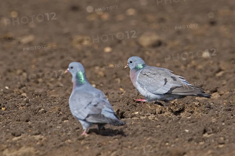 Two stock doves