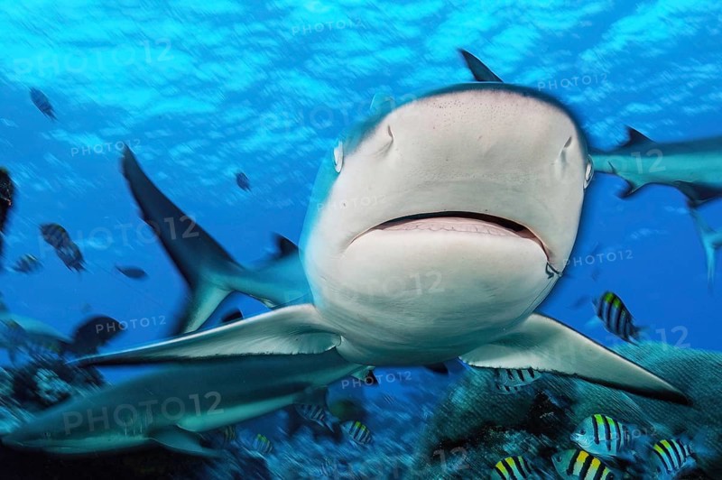 Close-up of head of grey reef shark