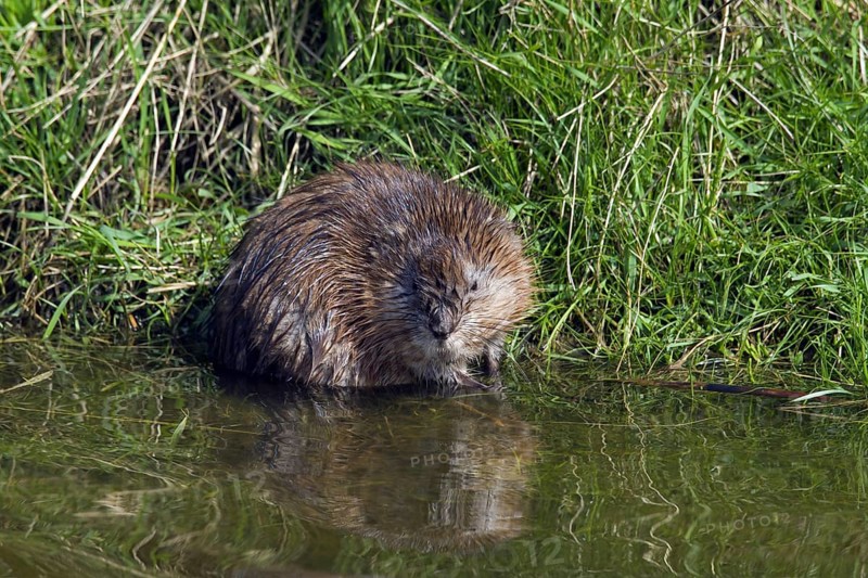 Muskrat