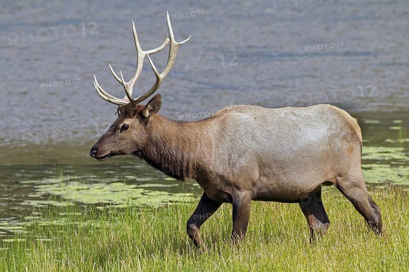 Elk