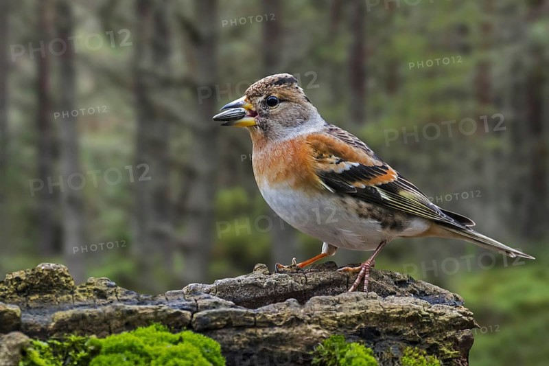 Brambling