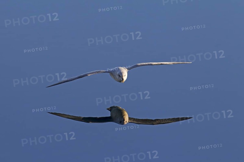 Northern fulmar