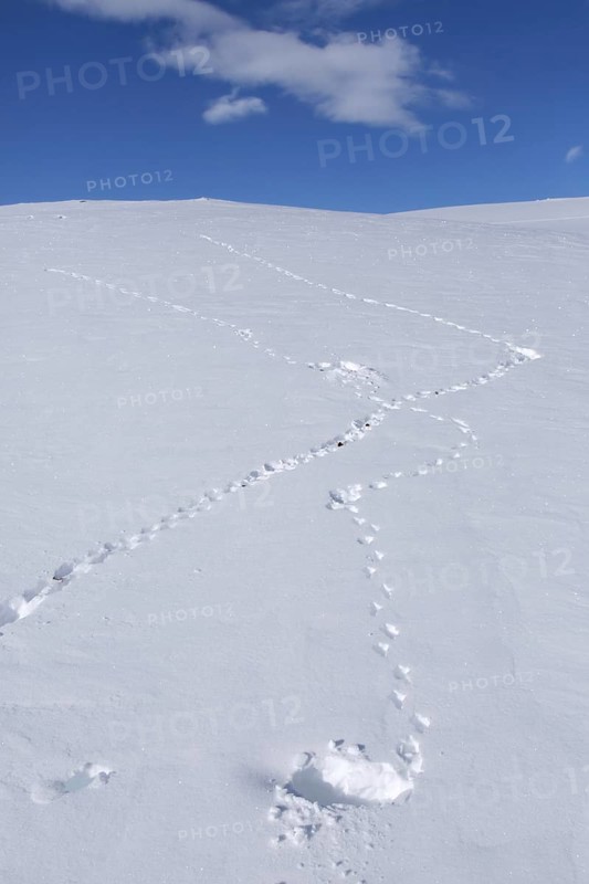 Rock ptarmigan