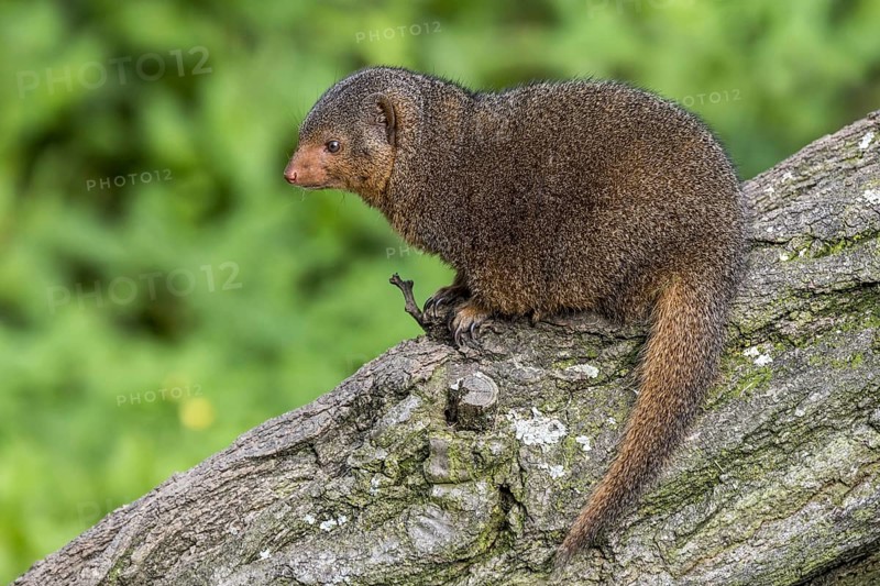 Common dwarf mongoose