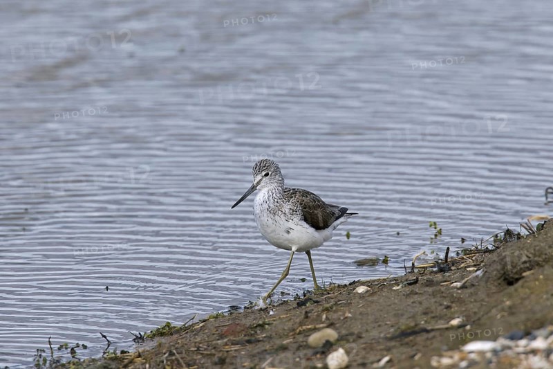 Common Greenshank
