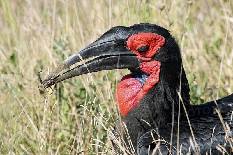 Southern Ground Hornbill