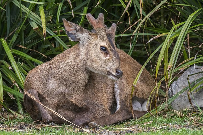 Indian hog deer