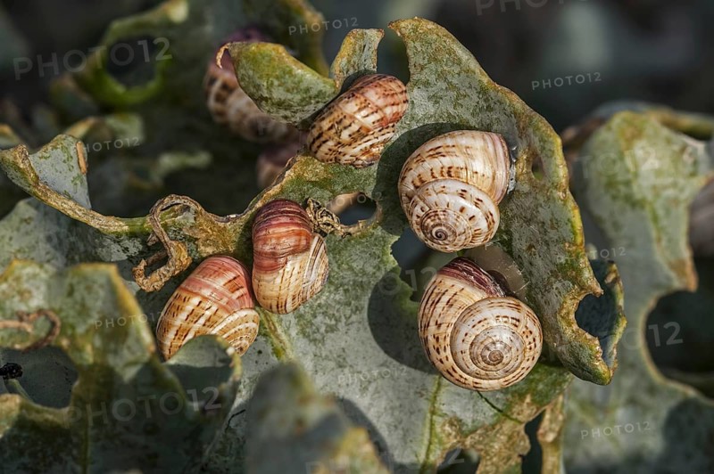 Colony of invasive white garden snails
