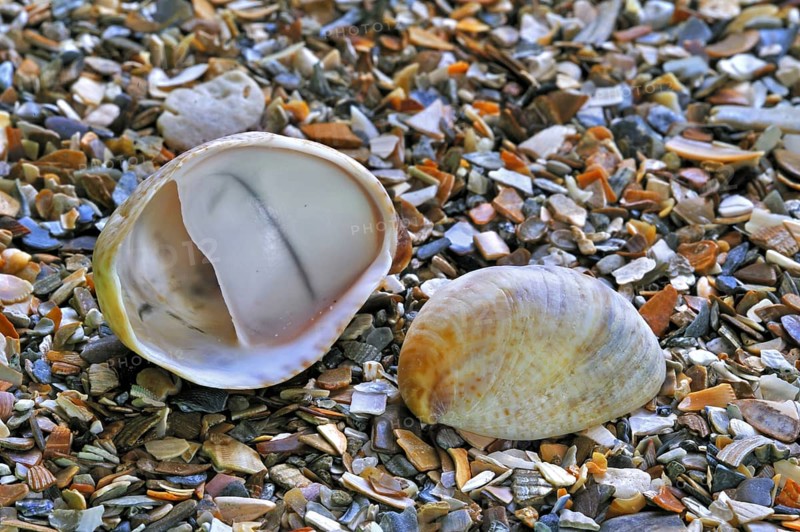 American slipper limpets