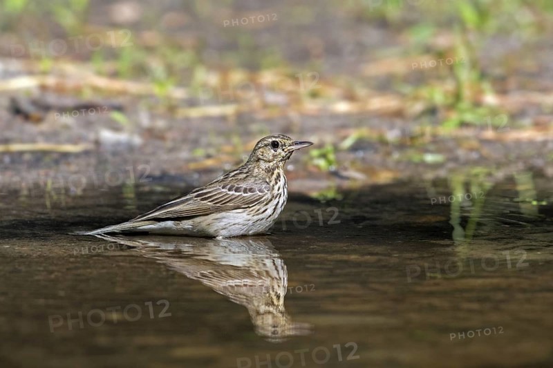 Tree pipit