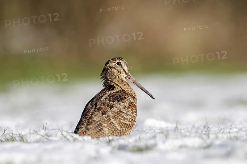 Eurasian woodcock