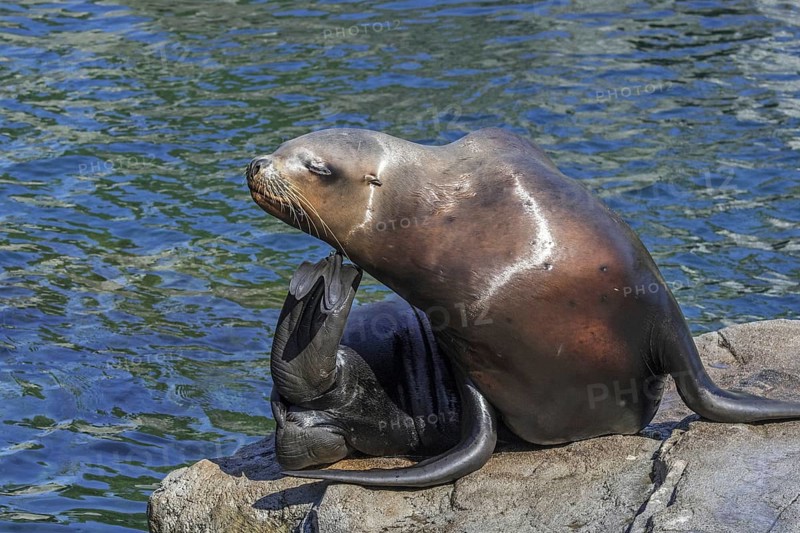 Steller sea lion