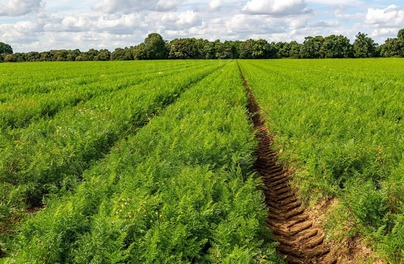 Field of carrots growing in field Shottisham