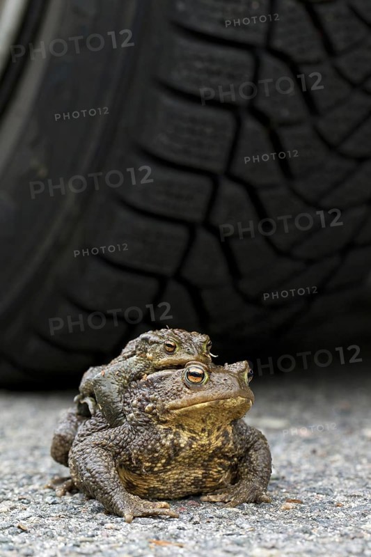 Common Toad