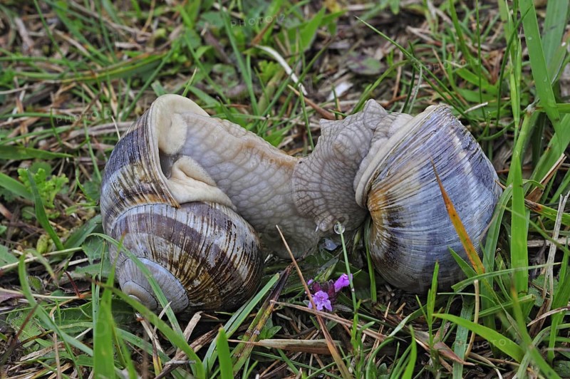 Edible snails