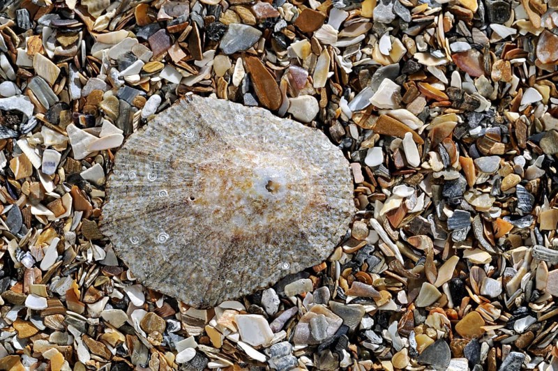 Rayed Mediterranean limpet