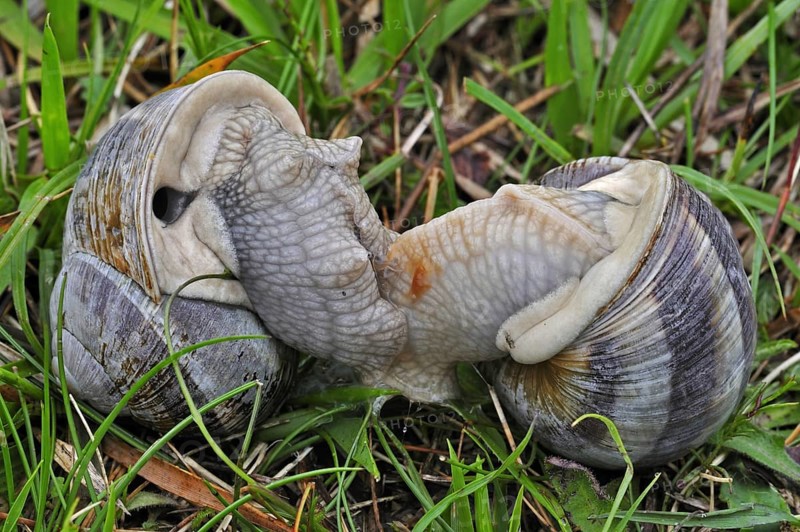 Edible snails