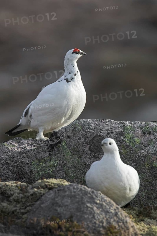Rock ptarmigan