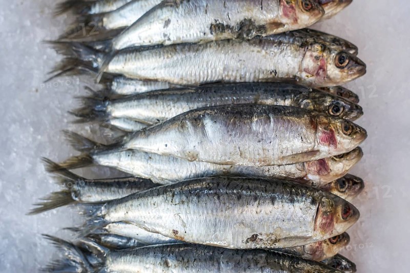 Fresh sardines on ice on display in fish shop