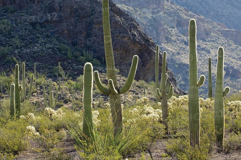 Saguaro