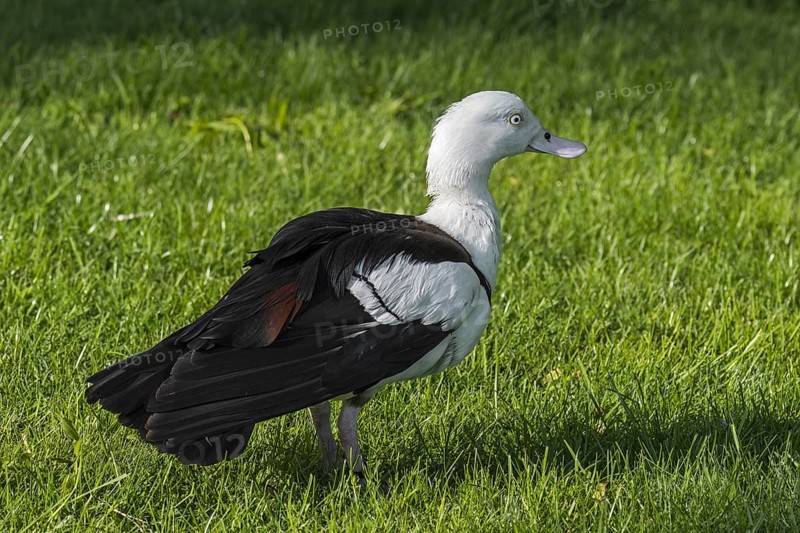 Radjah shelduck