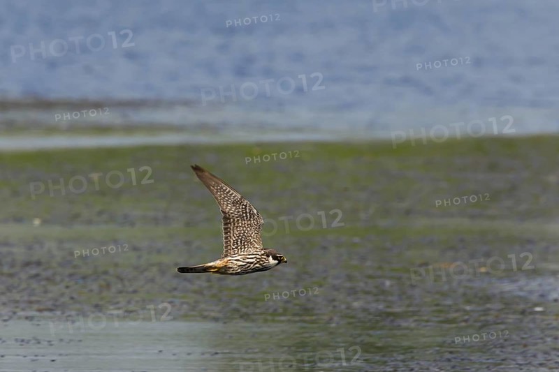 Eurasian Hobby
