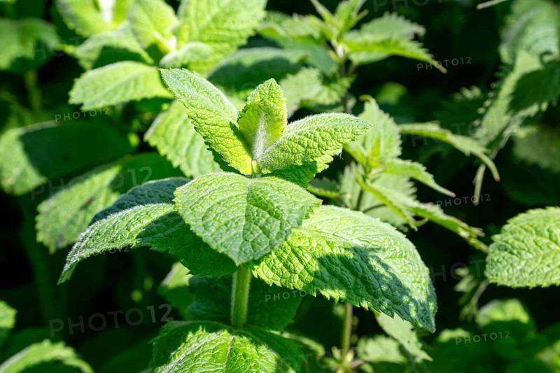 Close up of leaves of spearmint plant