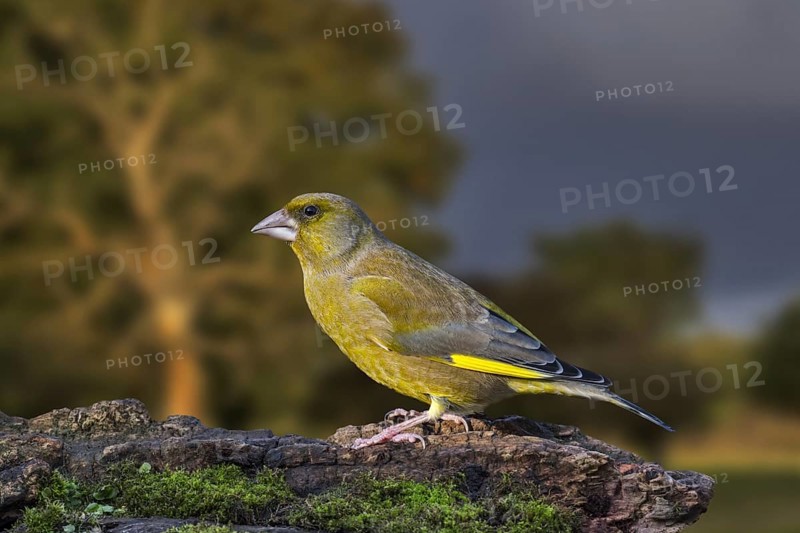 European greenfinch