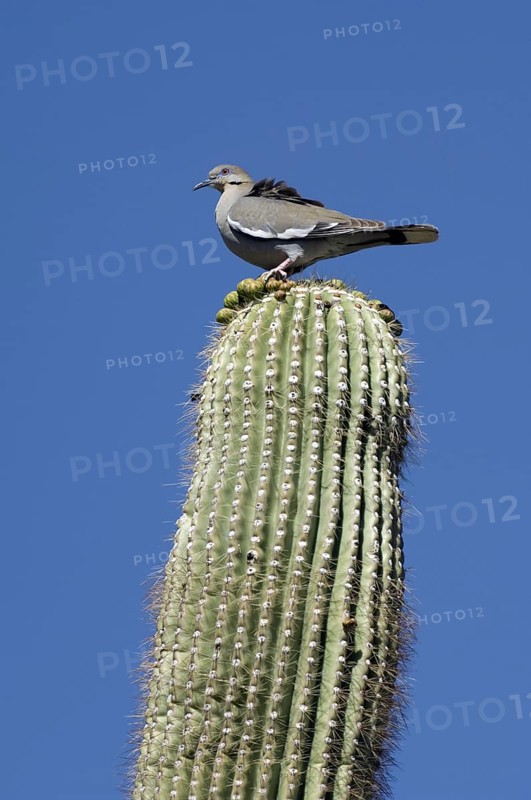 White-winged dove