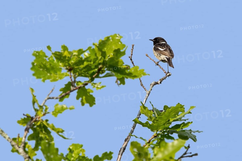 European stonechat