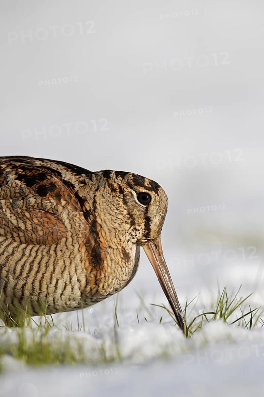 Eurasian woodcock