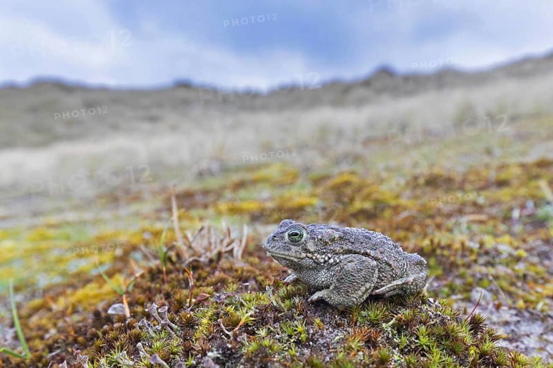 Natterjack toad
