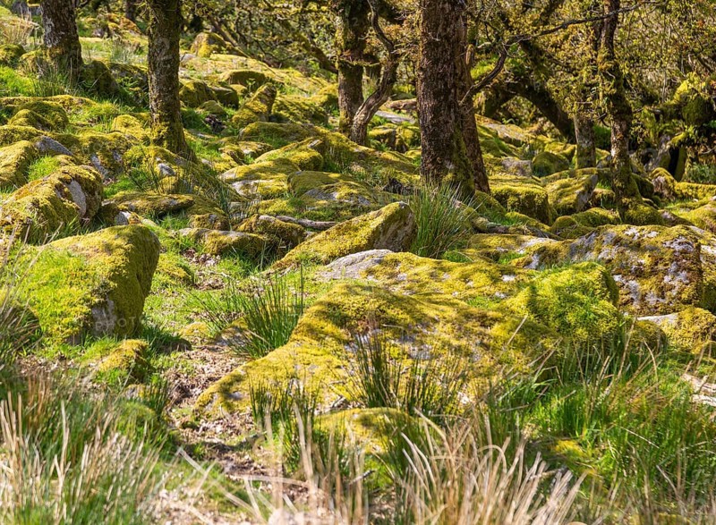 Trees in upland oakwood moss covered granite boulders