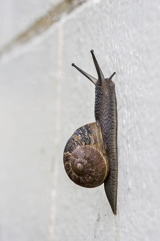 Common garden snail