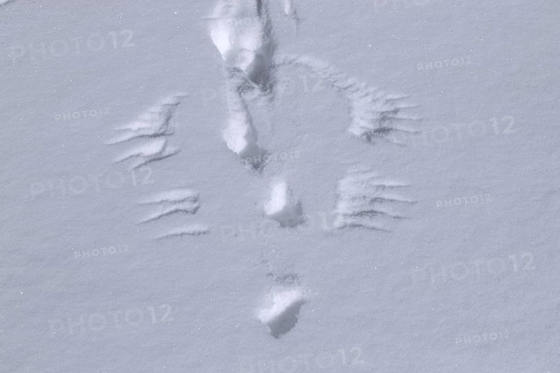 Rock ptarmigan