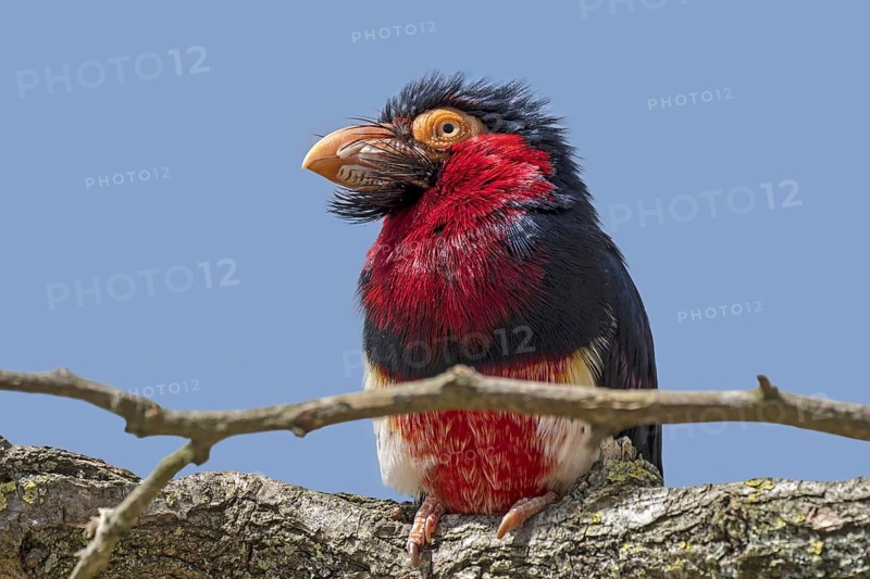 Bearded barbet