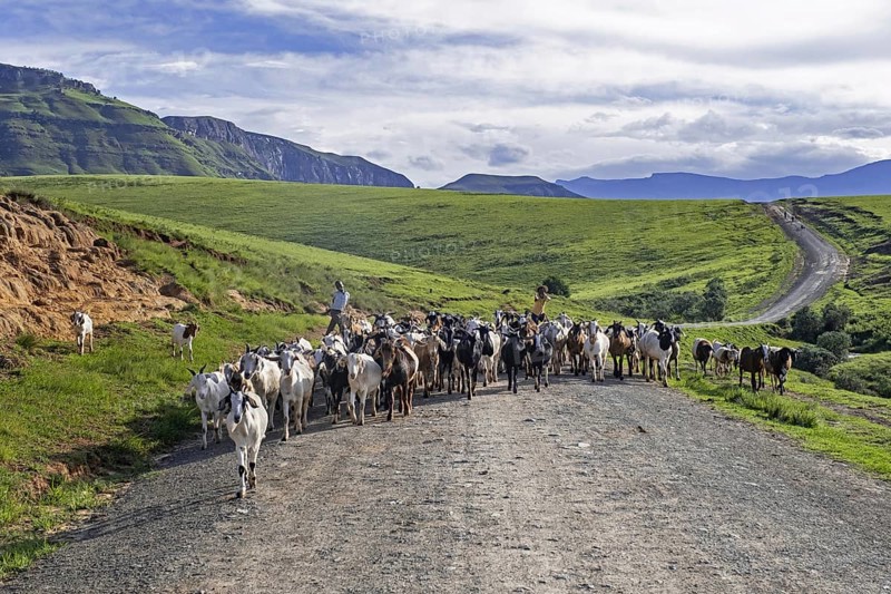 Drakensberg Mountain Range and black children herding goats along road in the countryside of the Injisuthi area in KwaZulu-Natal