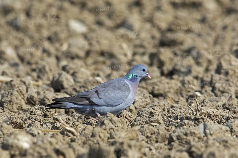 Stock dove