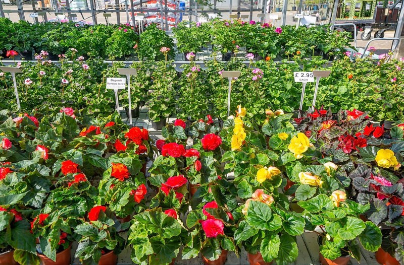 Potted begonia plants on display inside glasshouse of plant nursery