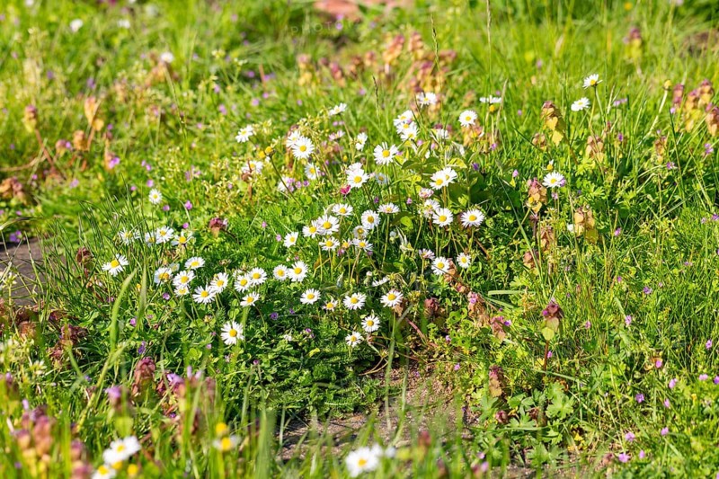 Daisies in flower 'Bellis perennis' growing in uncut lawn during No Mow may