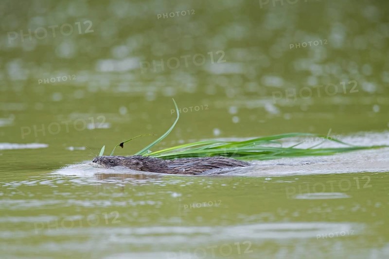 Muskrat