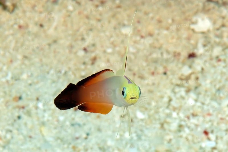 View in half profile half lateral from front of red fire goby
