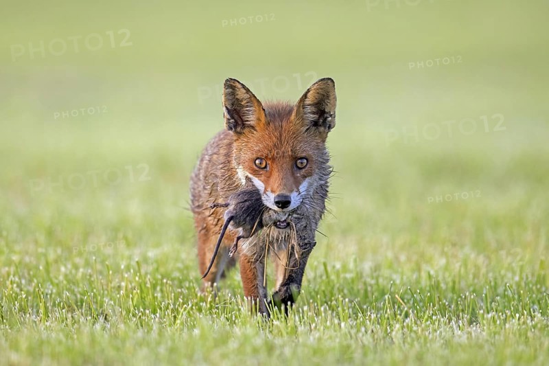 Red fox