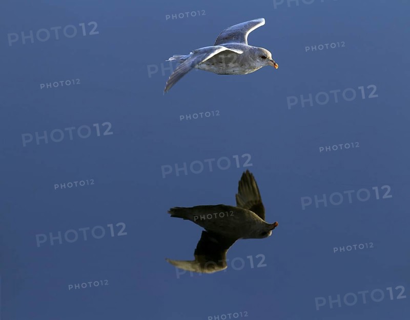 Northern fulmar