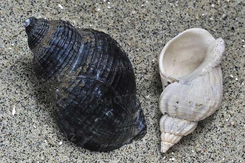 Common whelk