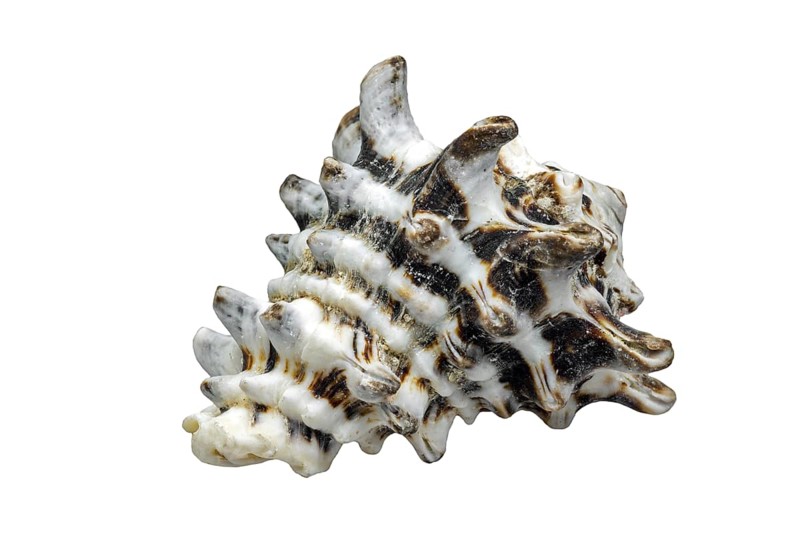 (Vasum turbinellus), tropical sea snail, marine gastropod mollusk native to the Indo-Pacific Ocean on white background