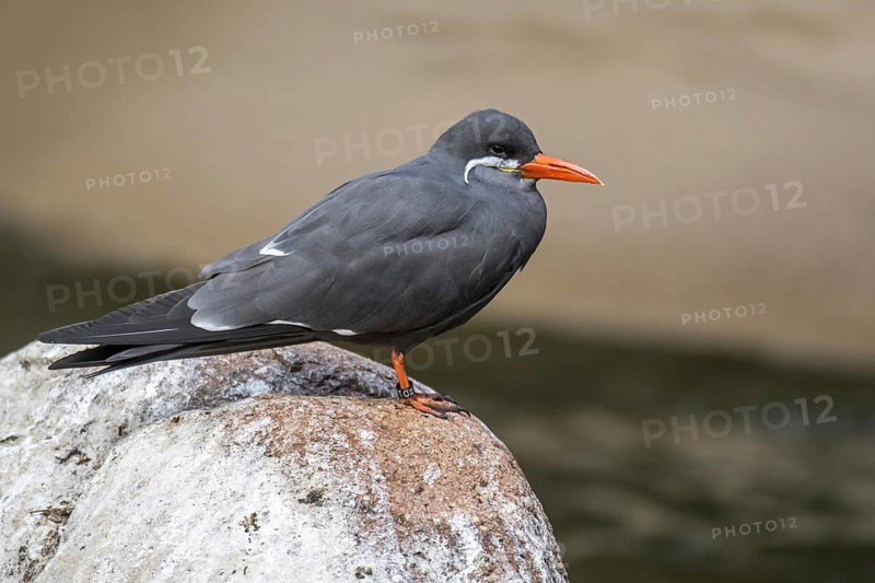 Inca tern