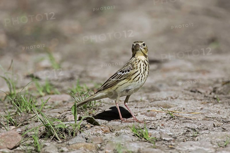 Tree pipit